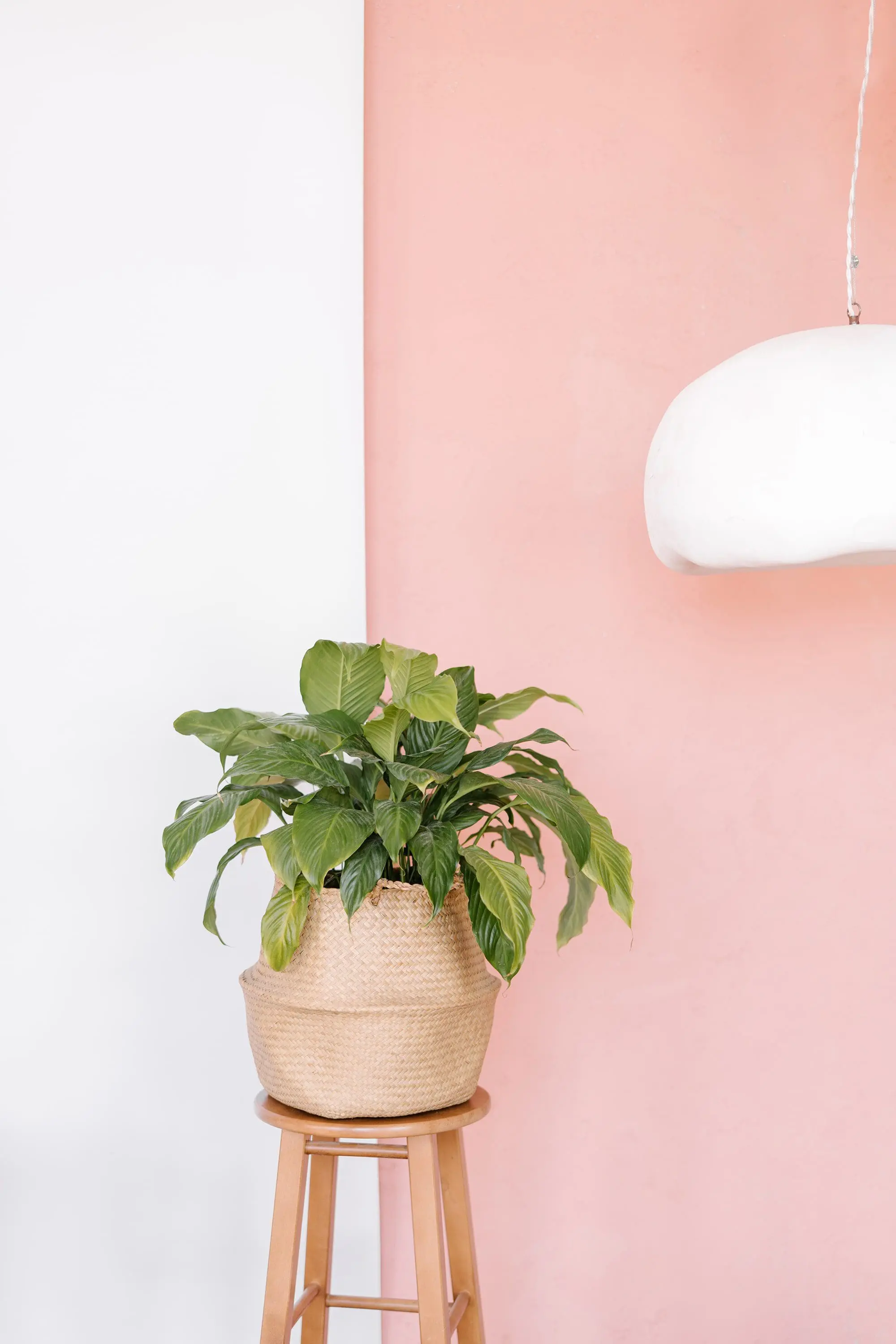 Green Plant Against Pink Wall - Cats & Coffee Green Plant Against Pink Wall