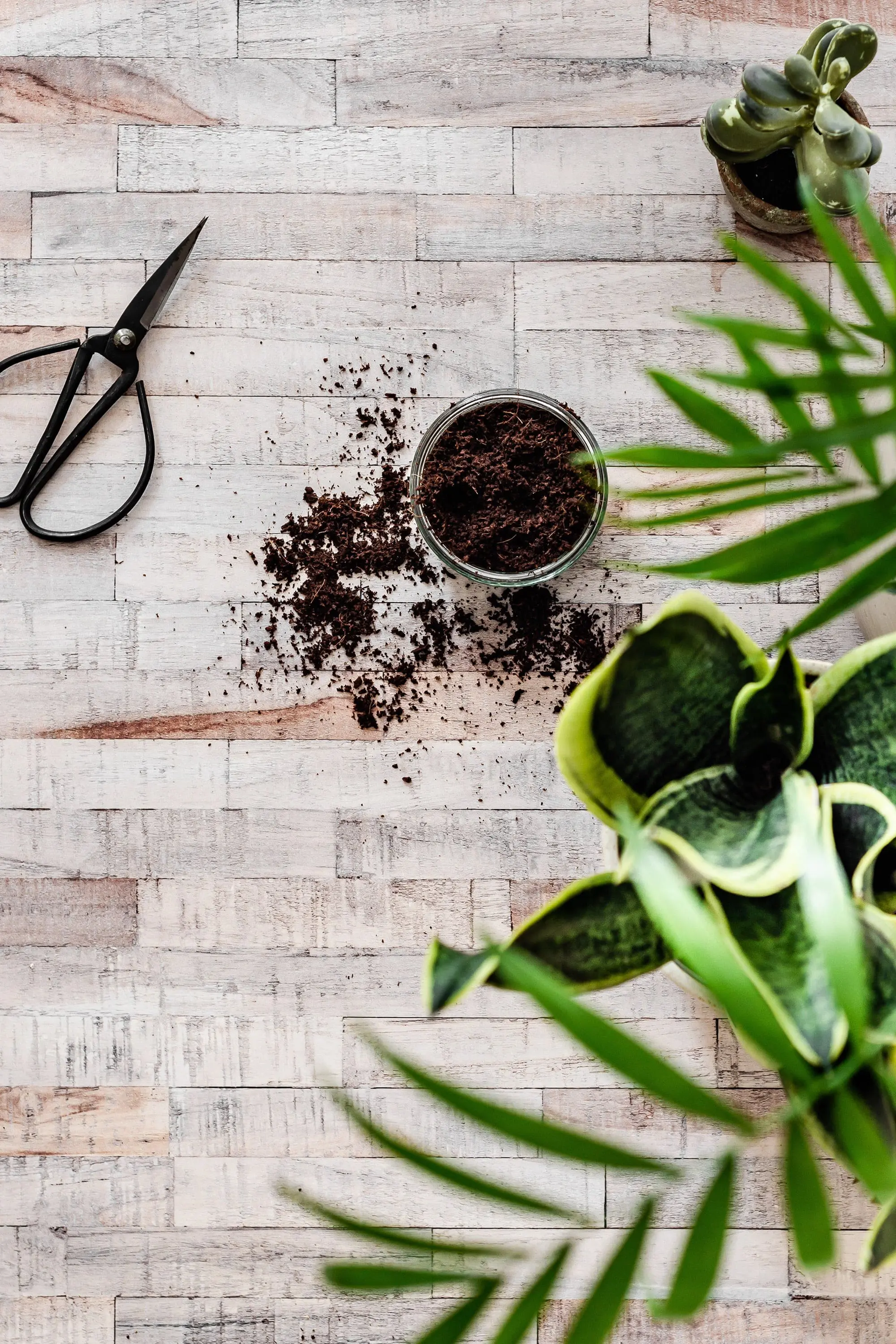 Potting House Plants - Cats & Coffee Potting House Plants