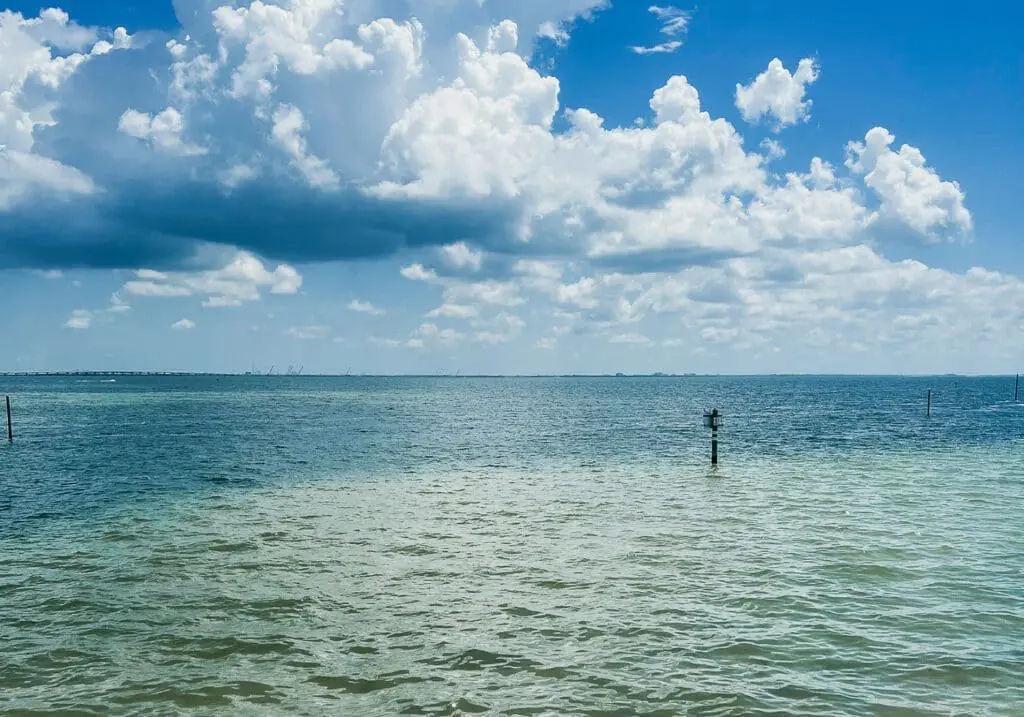 Cats & Coffee’s Curated Content Series: July 2022 Edition -CP1 - Cats & Coffee Tampa Bay