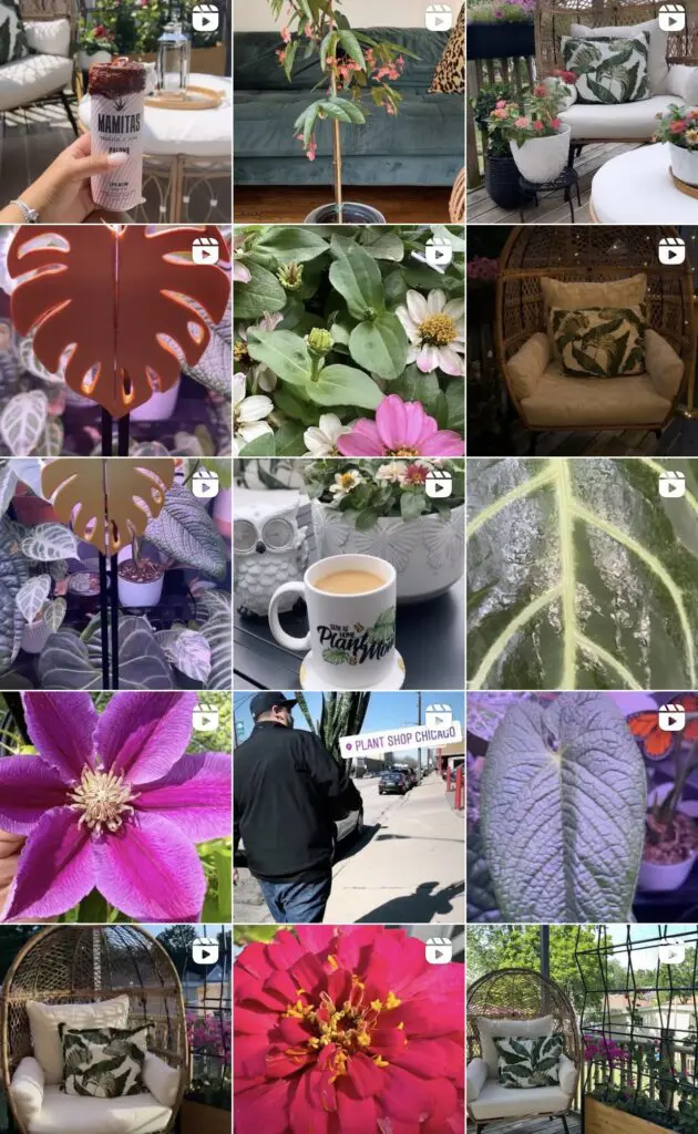stayathomeplantmom - Cats & Coffee stayathomeplantmom