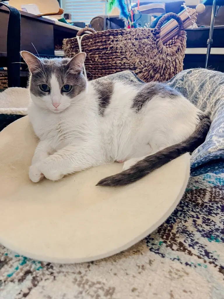 Emory on the Sonoma Wool Company mat - Cats & Coffee Gray rescue cat Emory