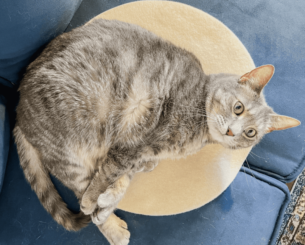 Olivia on her Sonoma Wool Company Mat1-min - Cats & Coffee Olivia on her Sonoma Wool Company Mat