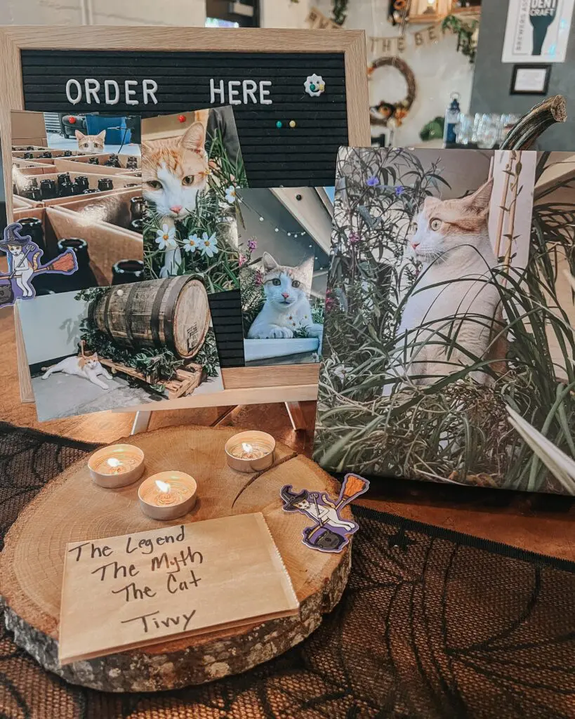 Barriehaus Beer Co in Tampa Florida 2 - Cats & Coffee