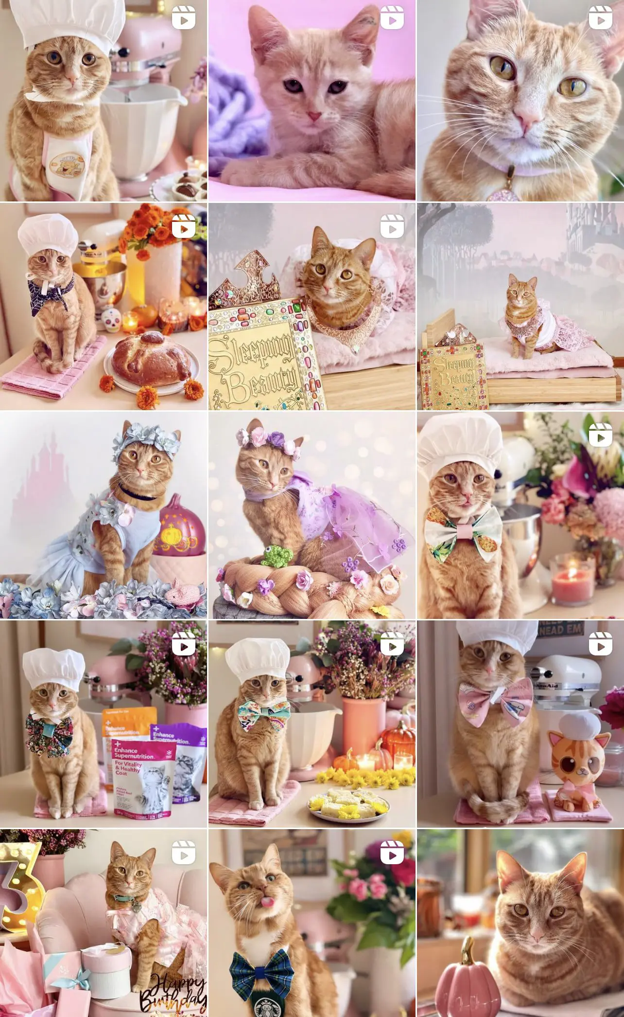 Instagram Account @princesshoneybelle - Cats & Coffee Instagram Account: @princesshoneybelle