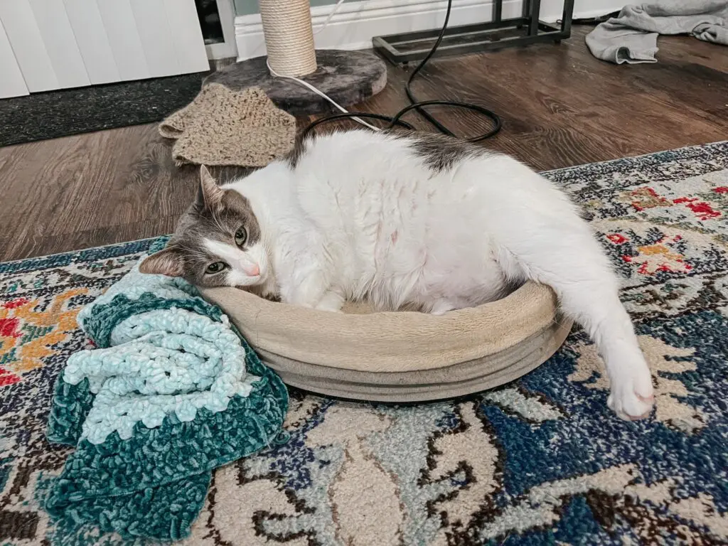 Heated Cat Bed 4-min - Cats & Coffee Heated Cat Bed