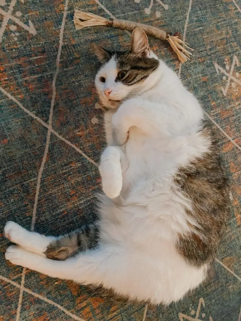 Trying Out Ryercat's Silvervine Cat Dental Sticks - Dory 3-min - Cats & Coffee Ryercat silvervine stick toy