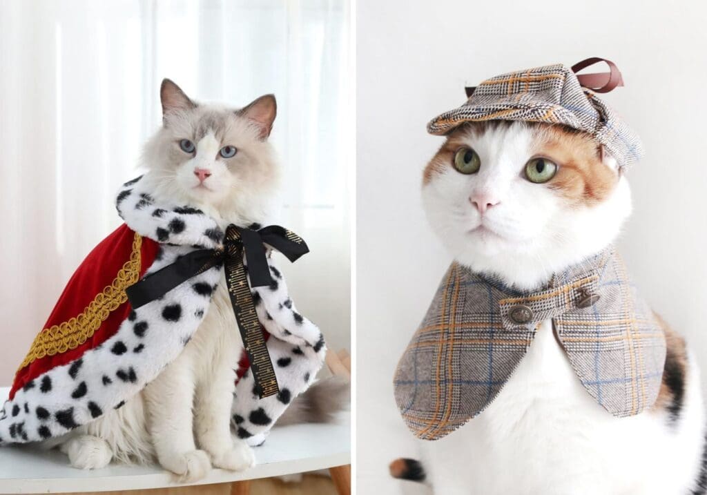 Spooky & Sweet Halloween Costumes for Pets