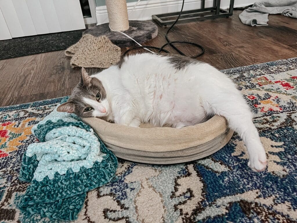 Heated Cat Bed