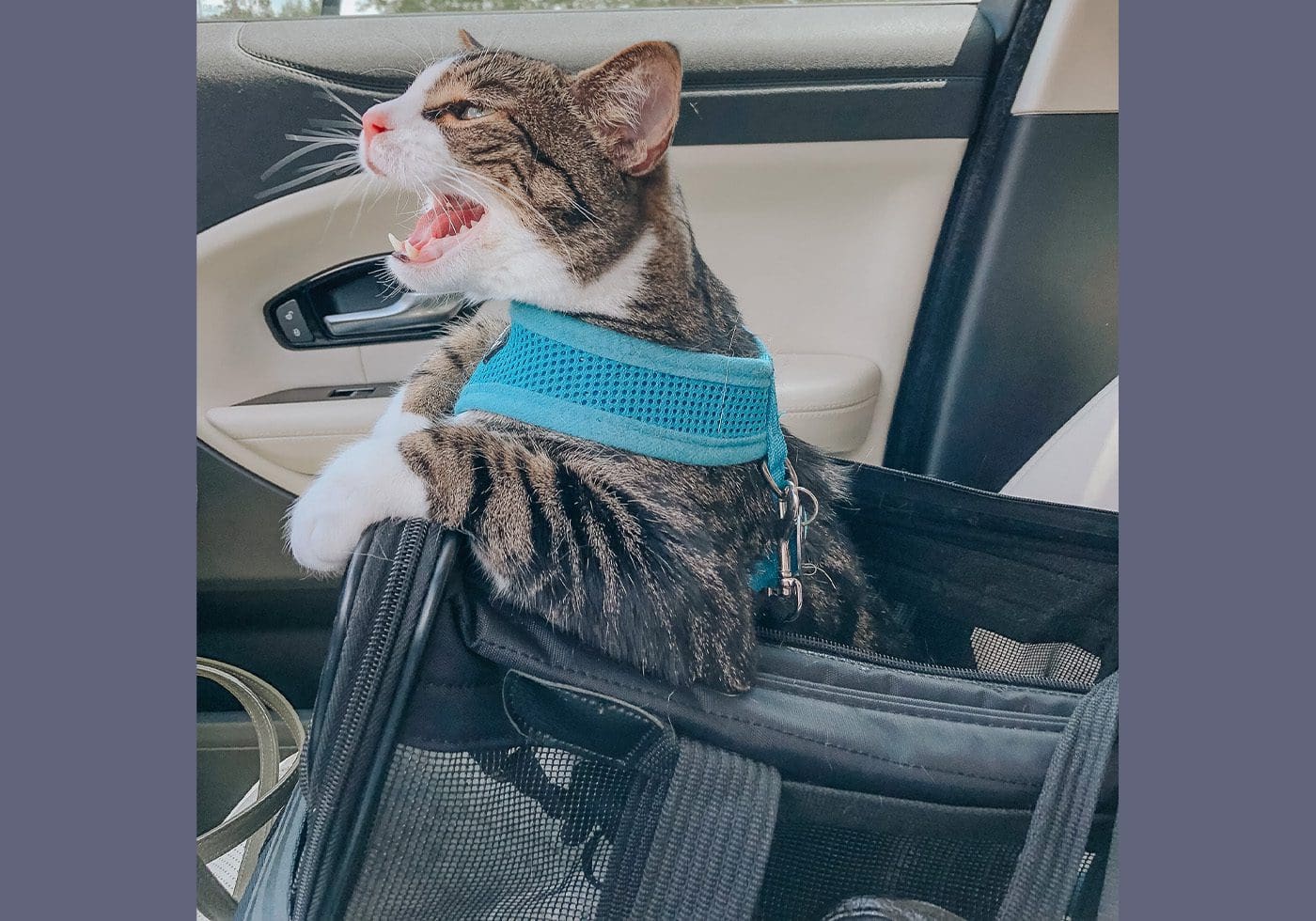 The Best Cat Carrier The Sherpa Original Deluxe Pet Carrier