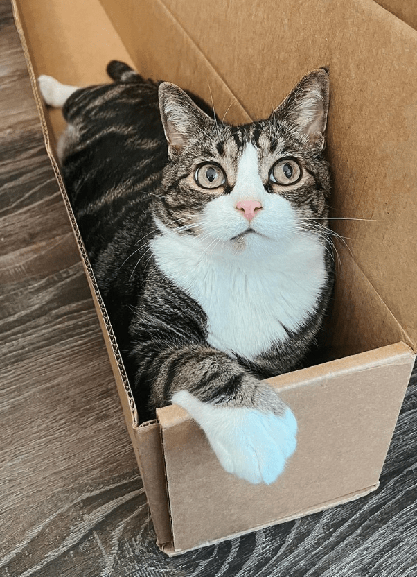 brown and white polydactyl tabby cat in a box