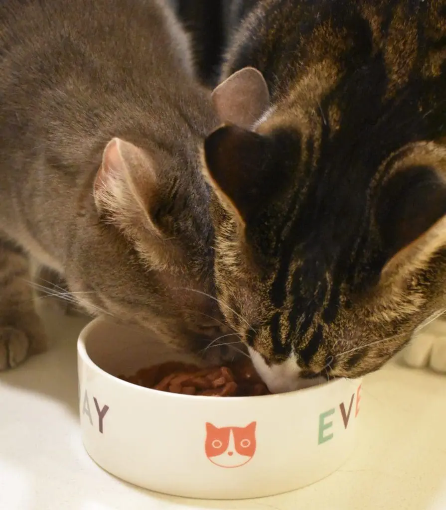 Louis & Olivia eating wet food together - Cats & Coffee Louis & Olivia eating wet food together
