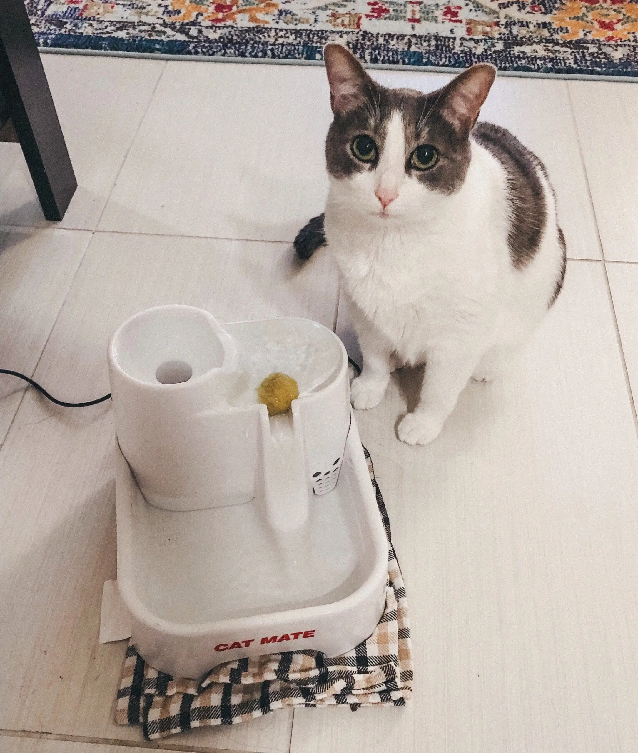 Emory with Cat Mate Pet Water Fountain - Cats & Coffee Emory with Cat mate water fountain
