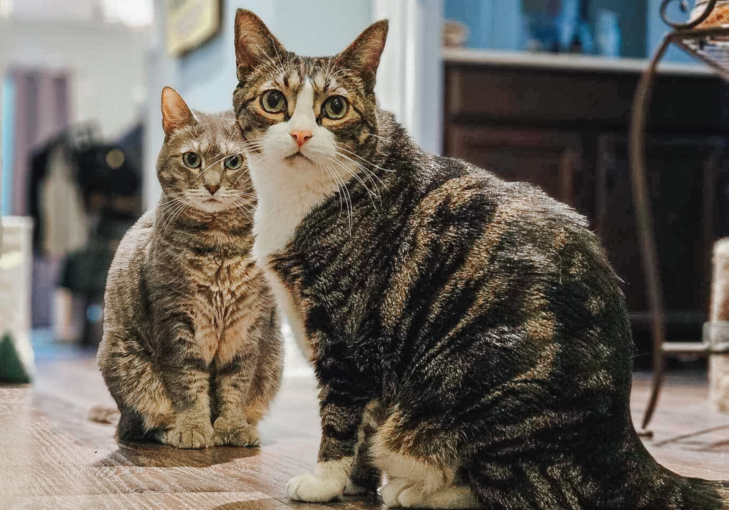 Cat Mom Life High Quality Wet Food 2 - Cats & Coffee Cat Mom Life: High Quality Wet Food