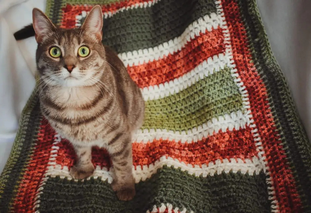Crochet-by-Christine-Csencsitz13 - Cats & Coffee Olivia, gray tabby, sitting on top of a custom Critter Crafting Dog Mat in a rose theme
