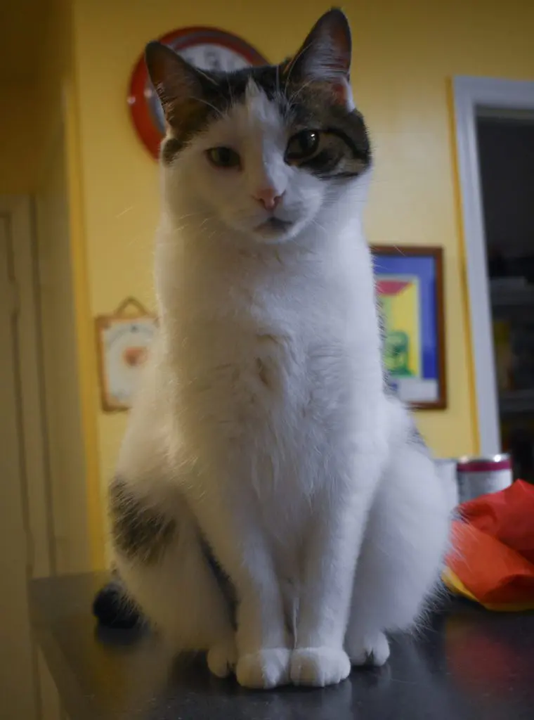 Dory 11 2017 - Cats & Coffee Momma cat Dory in 2018