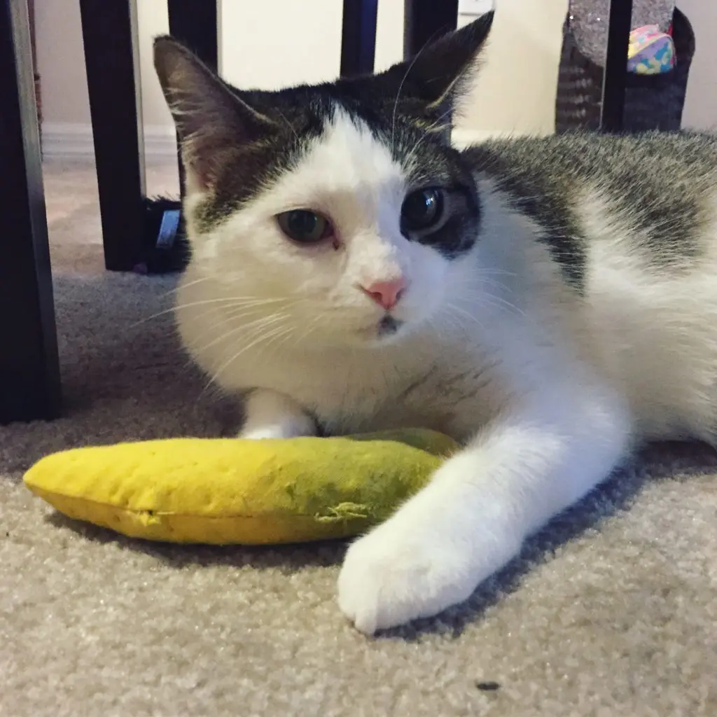 Dory with the Catnip Banana Cat Toy1 - Cats & Coffee Dory with a Yeowww! Catnip Banana Cat Toy