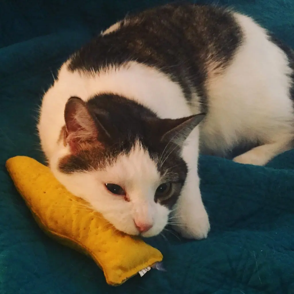 Dory with the Catnip Banana Cat Toy2 - Cats & Coffee Dory with a Yeowww! Catnip Banana Cat Toy