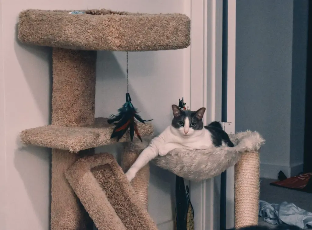 Emory-with-Cat-Tree-and-sling - Cats & Coffee Emory with Cat Tree an sling