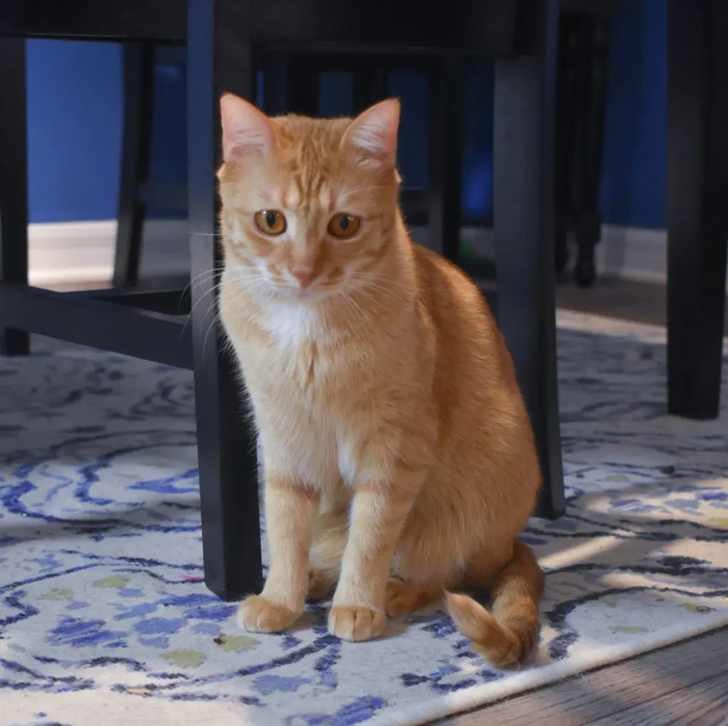 Lilly 11 2017 - Cats & Coffee Orange tabby Lilly in 2018