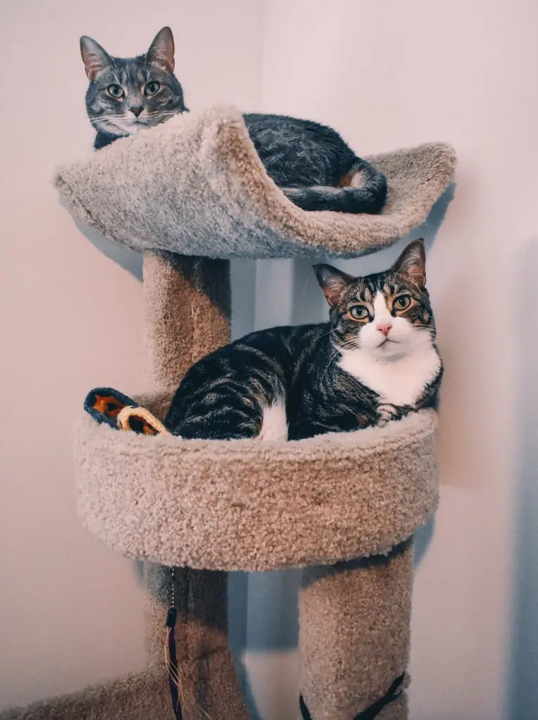 Louis-Olivia-on-a-cat-tree - Cats & Coffee Louis and Olivia on a cat tree