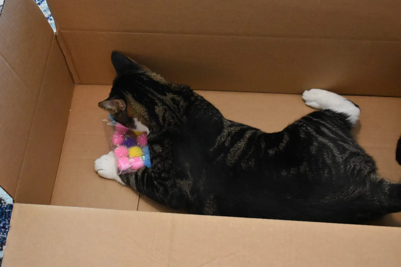 Louis with Sparkly Pom Pom Balls2 - Cats & Coffee Louis with a pink sparkly pom pom ball in a big Chewy box