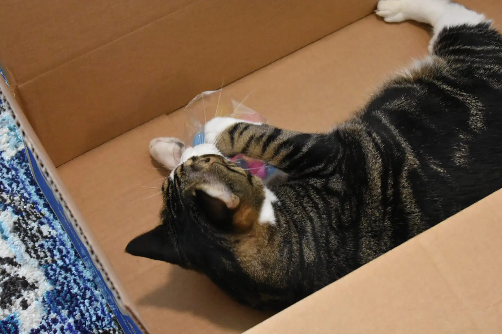Louis with Sparkly Pom Pom Balls3 - Cats & Coffee Louis with a pink sparkly pom pom ball in a big Chewy box