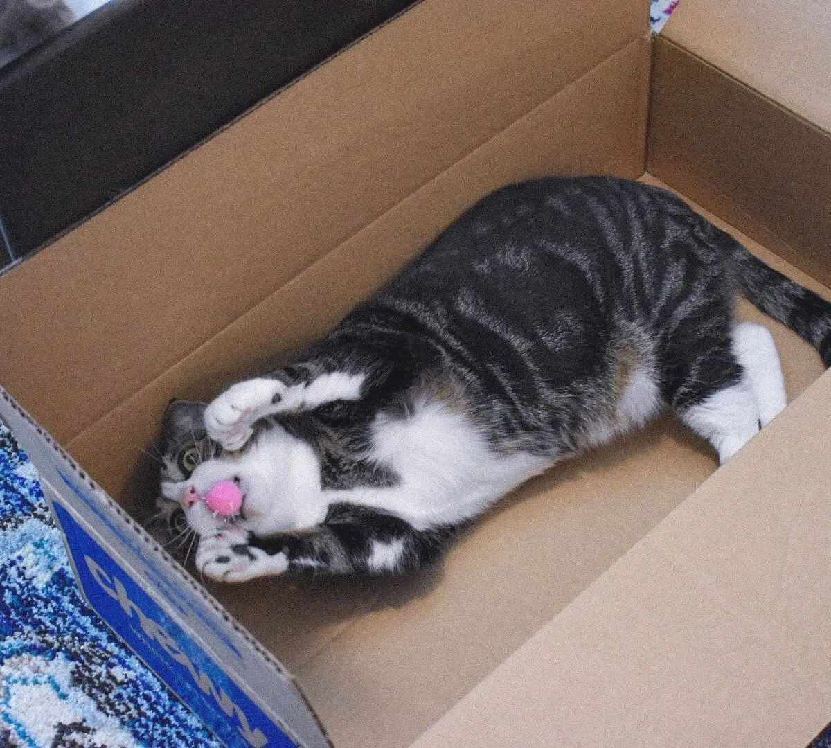 Louis with a Pink Sparkly Pom Pom Ball - Cats & Coffee Louis with a Pink Sparkly Pom Pom Ball