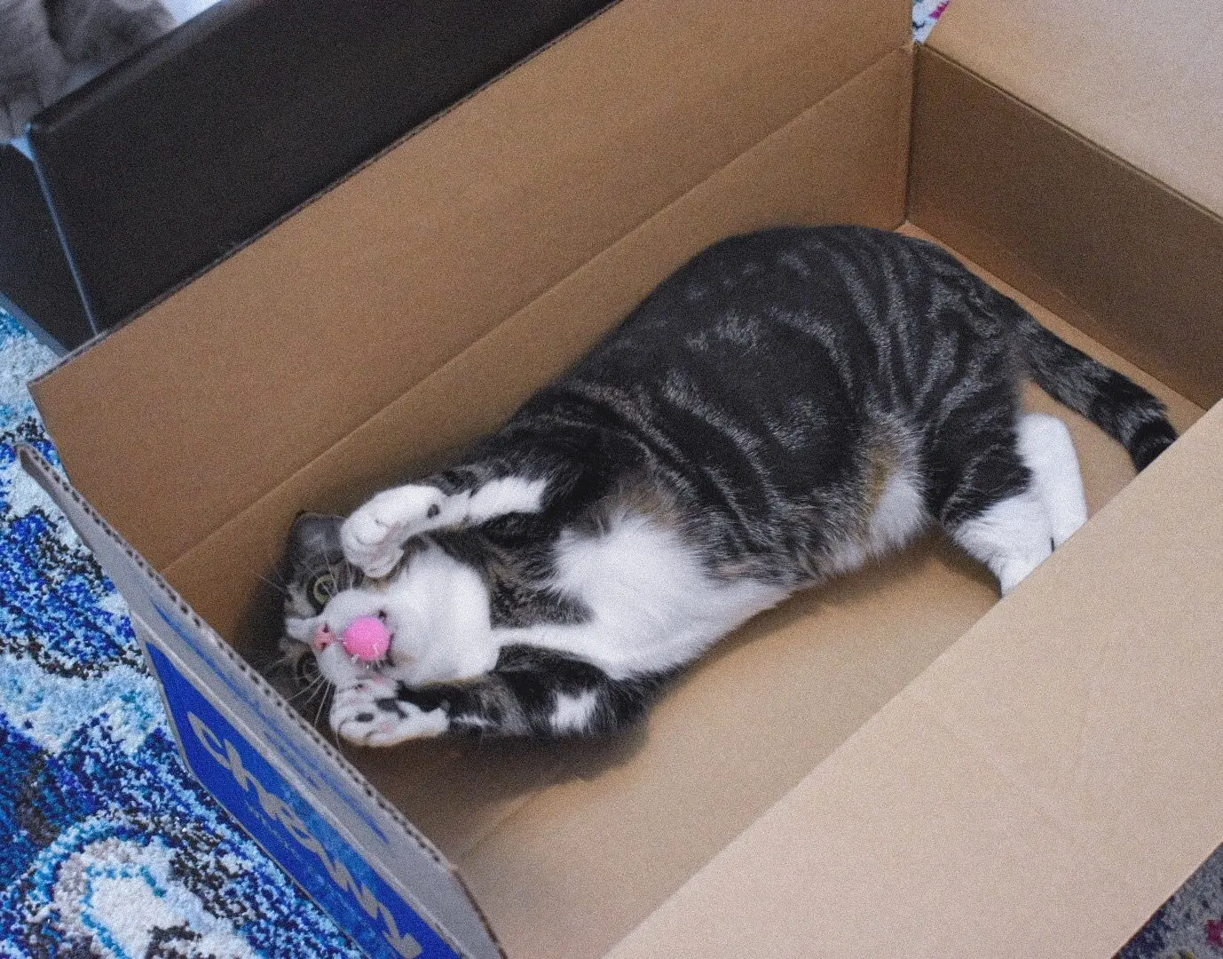 Louis with a Pink Sparkly Pom Pom Ball - Cats & Coffee Louis with a pink sparkly pom pom ball in a big Chewy box - The Best Cheap Cat Toys