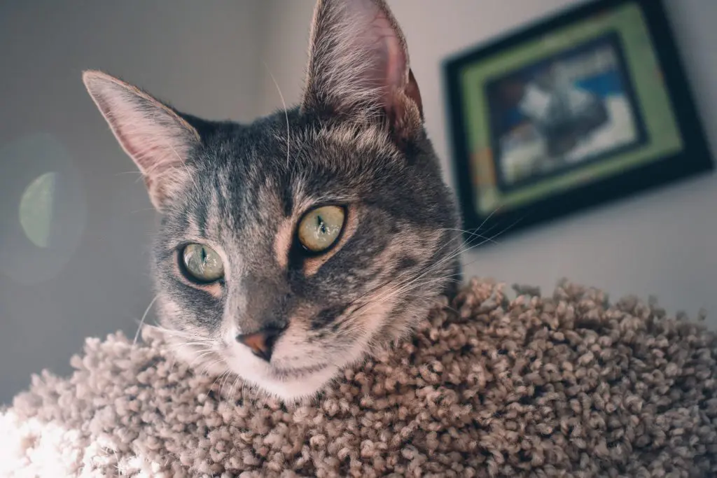 Olivia-on-the-cat-tree - Cats & Coffee Olivia on the top of a cat tree