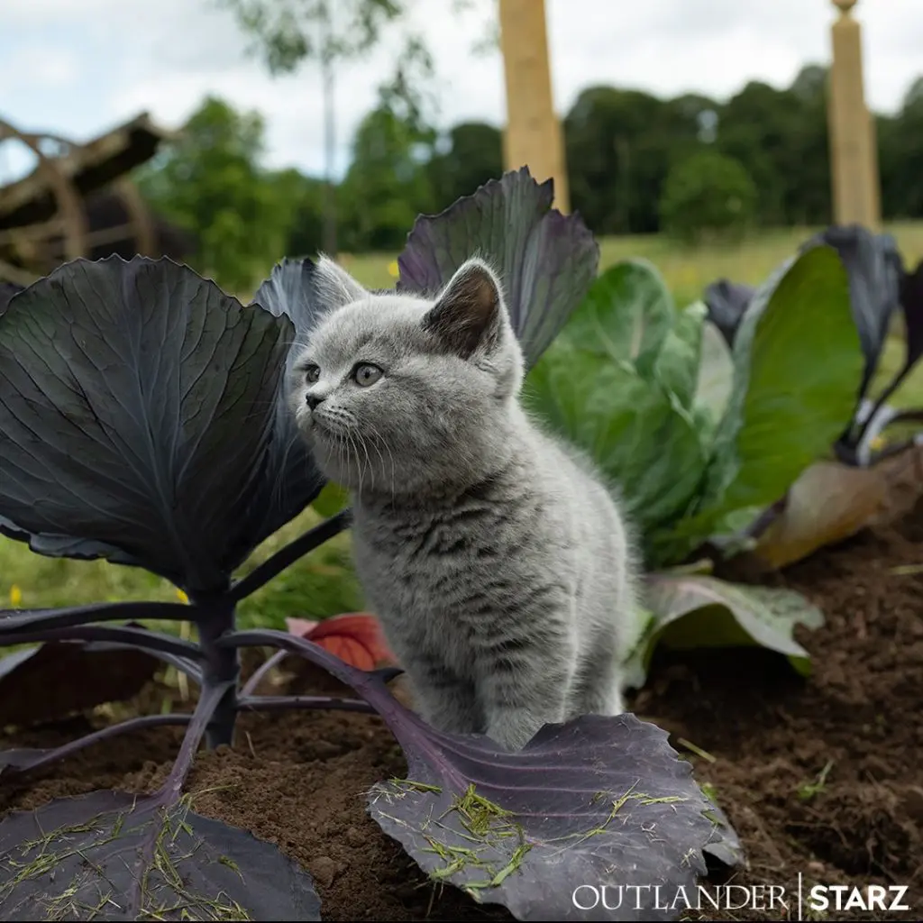 ADSO-from-Outlander - Cats & Coffee