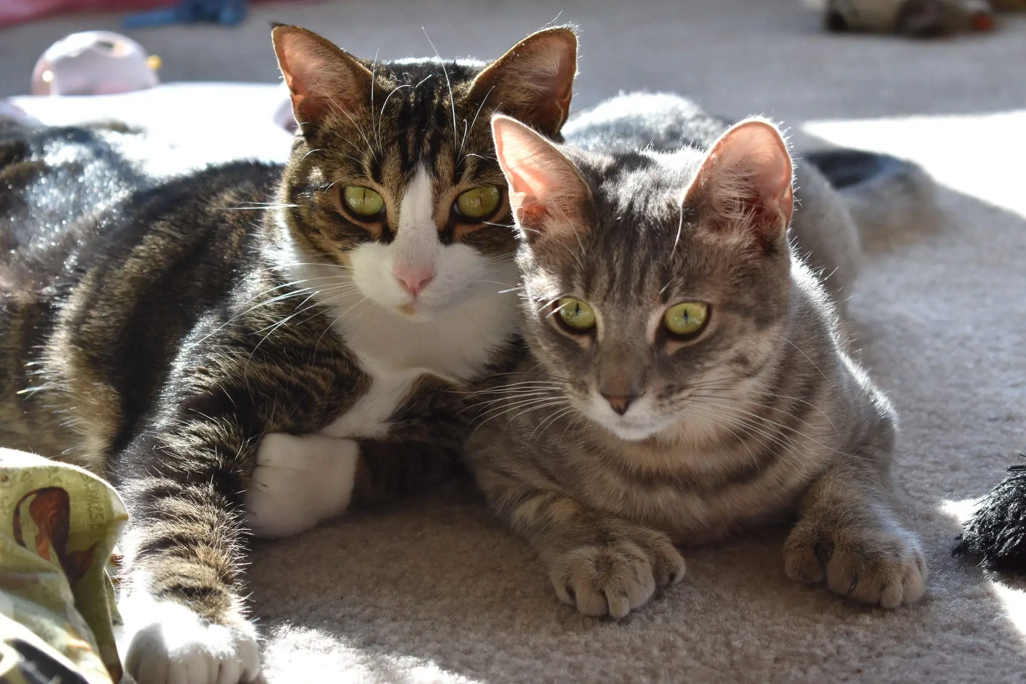 Louis and Olivia - Cats & Coffee Introducing a new kitten can be a daunting task, but it doesn't have to be!
