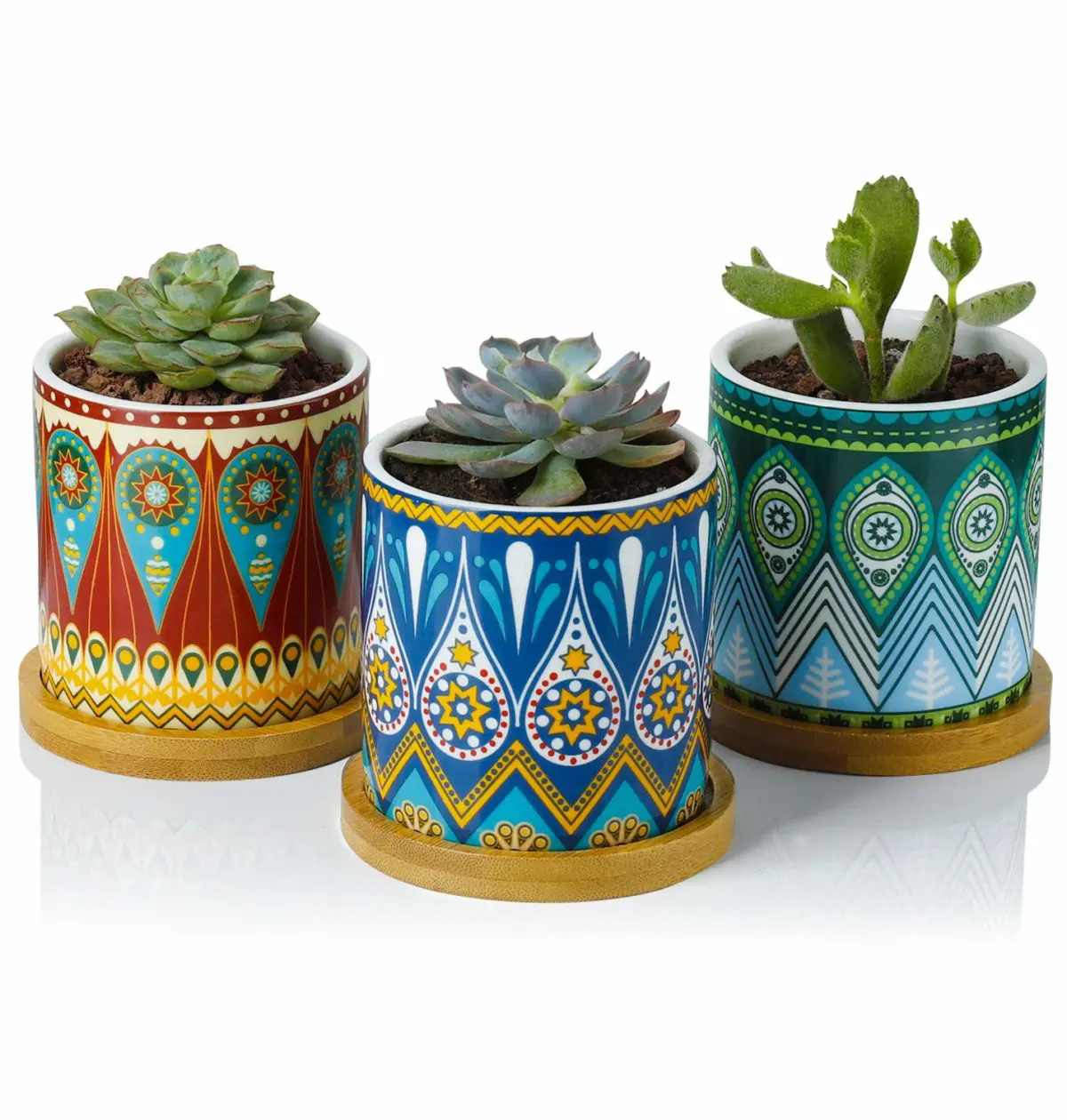 Greenaholics Succulent Plant Ser
