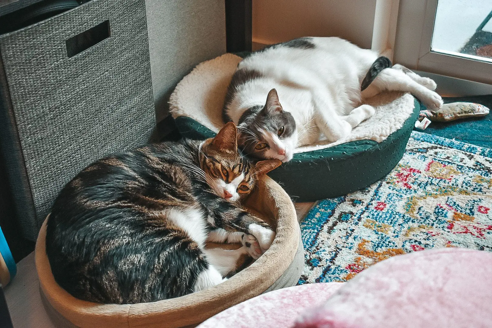Introducing-a-New-Kitten1 - Cats & Coffee Introducing a new kitten can be a daunting task, but it doesn't have to be!