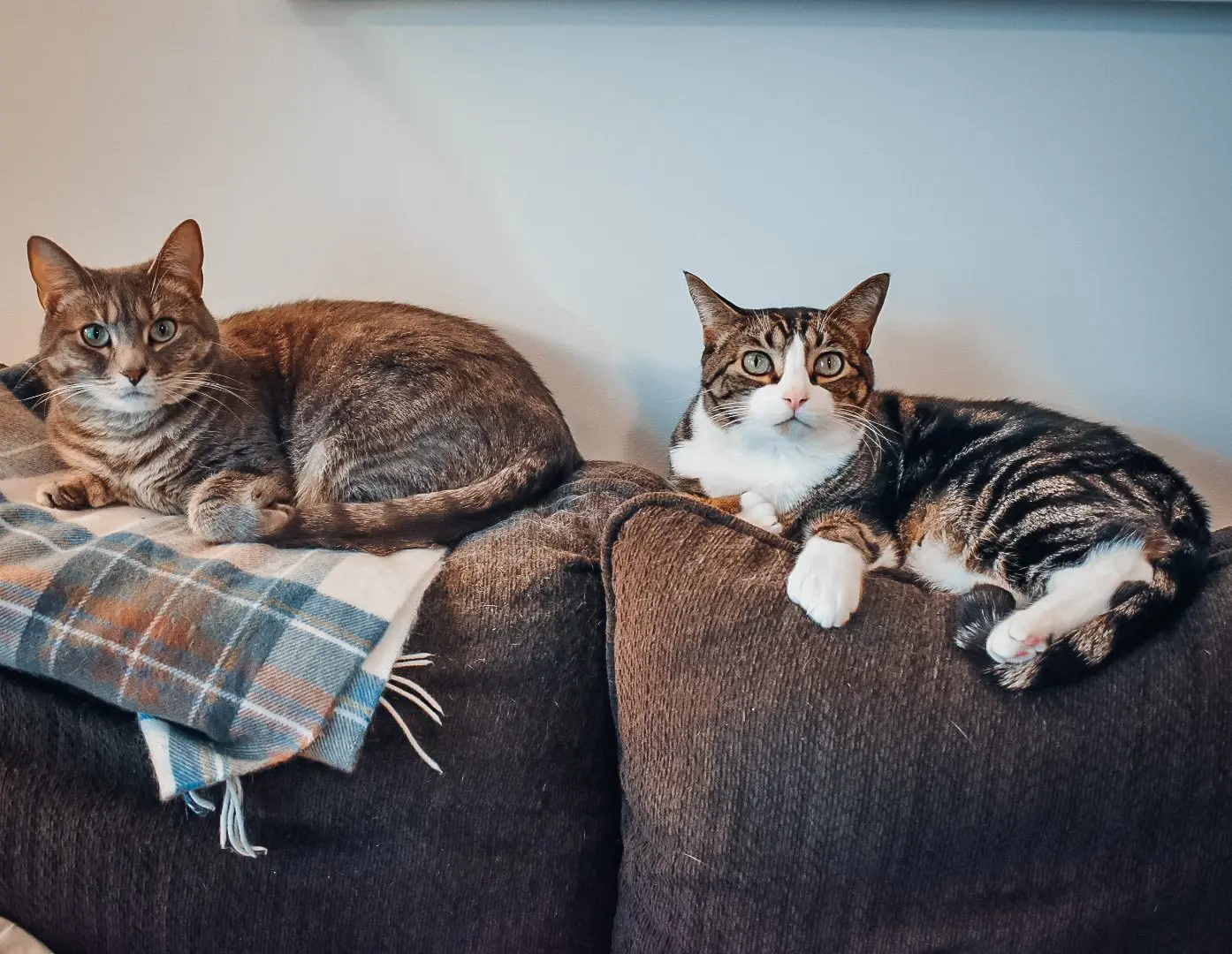 Introducing-a-New-Kitten6 - Cats & Coffee After introducing a new kitten to Louis, Louis and Olivia have become best friends!