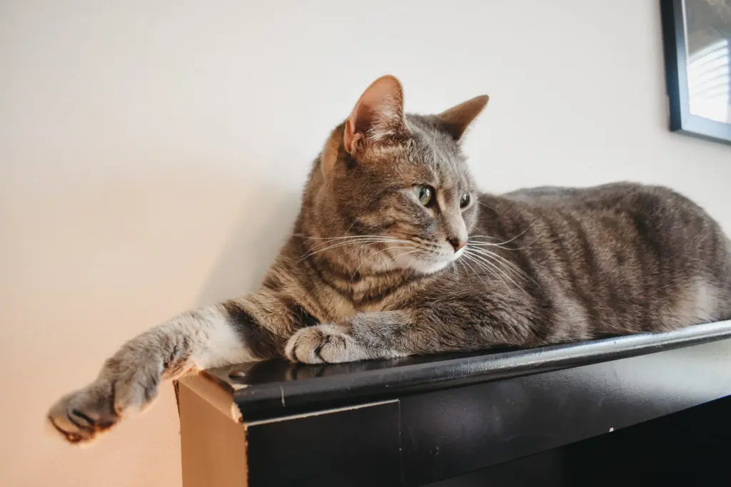 OliviaDSC_0010 - Cats & Coffee