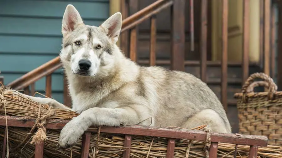 Rollo-from-Outlander - Cats & Coffee Rollo from Outlander Season 4