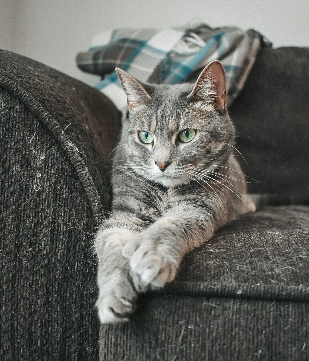 Olivia - Cats & Coffee Gray Tabby Olivia on the couch with a Stewart Tartan Blanket