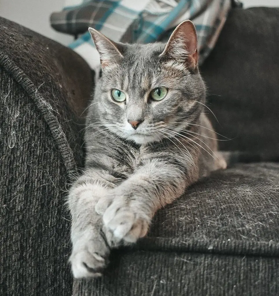 Olivia - Cats & Coffee Gray Tabby Olivia on the couch with a Stewart Tartan Blanket