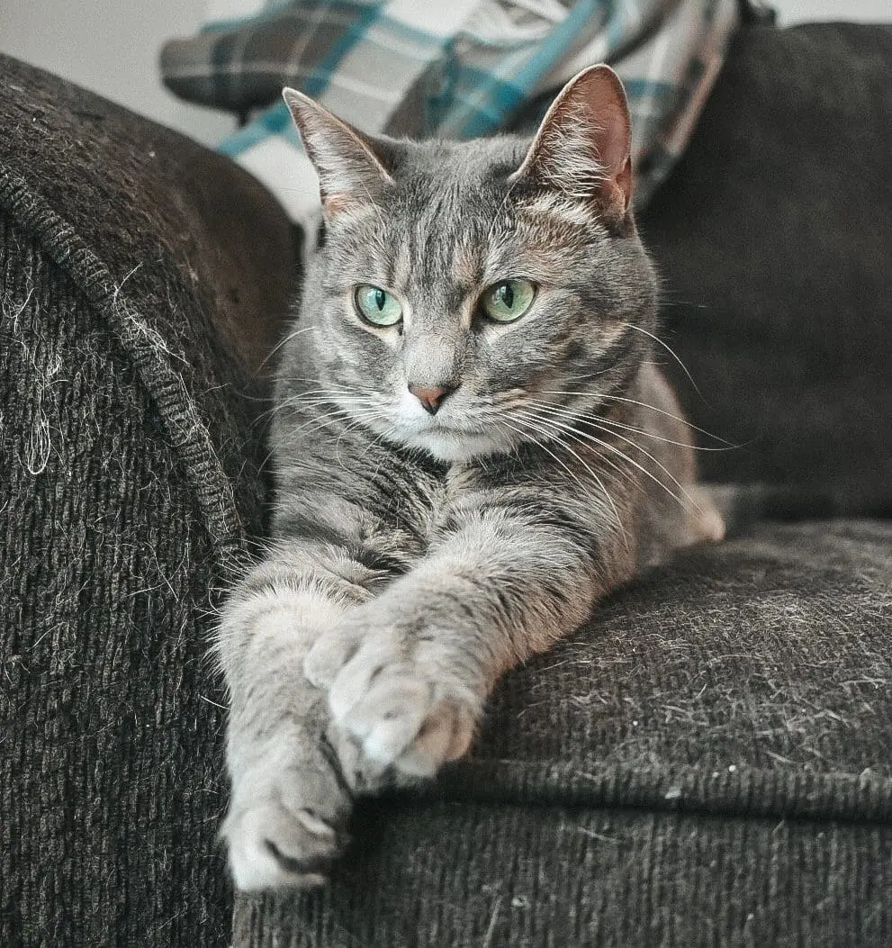 Olivia - Cats & Coffee Gray Tabby Olivia on the couch with a Stewart Tartan Blanket - How to Cut Your Cat's Nails