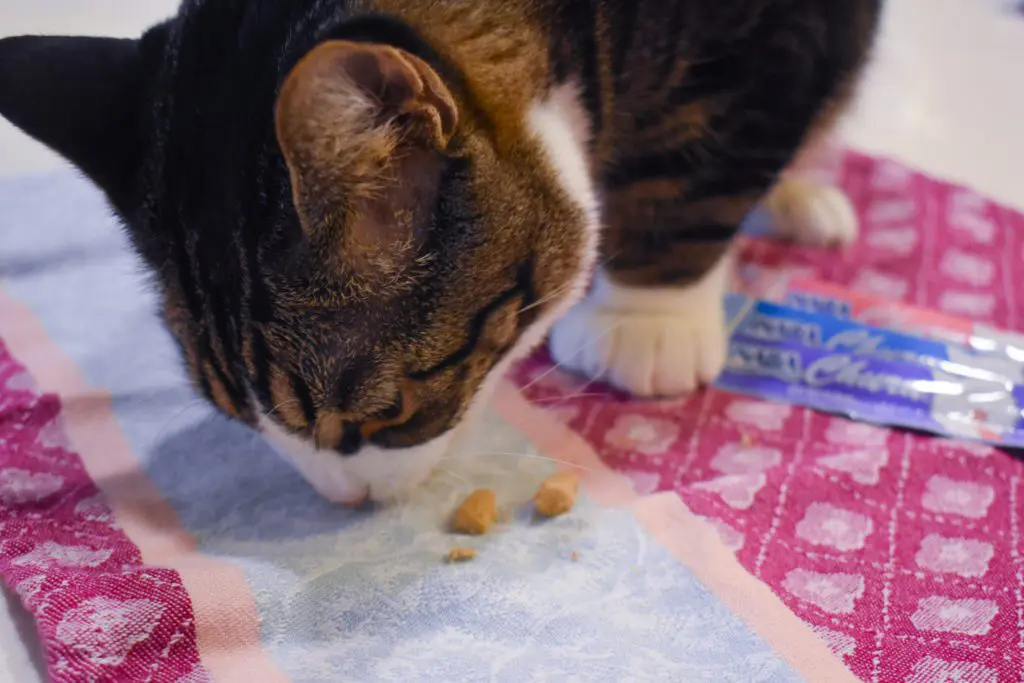 Cat-Mom-Life-The-Best-Cat-Treats-by-Christine-Csencsitz13 - Cats & Coffee Cat Mom Life - the Best cat Treats by Christine Csencsitz, featuring Louis of @kinglouisthexvii
