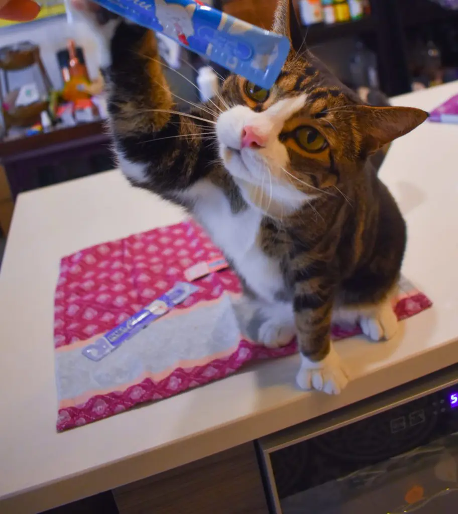 Cat-Mom-Life-The-Best-Cat-Treats-by-Christine-Csencsitz33 - Cats & Coffee Cat Mom Life - the Best cat Treats by Christine Csencsitz, featuring Louis of @kinglouisthexvii