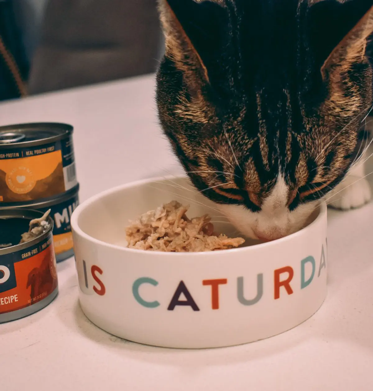 Cat-Mom-Life-Spotlight-on-Miko-Whole-Ingredient-Cat-Food5 - Cats & Coffee Cat Mom Life: Spotlight on Miko Whole Ingredient Cat Food -- review by Christine Csencsitz