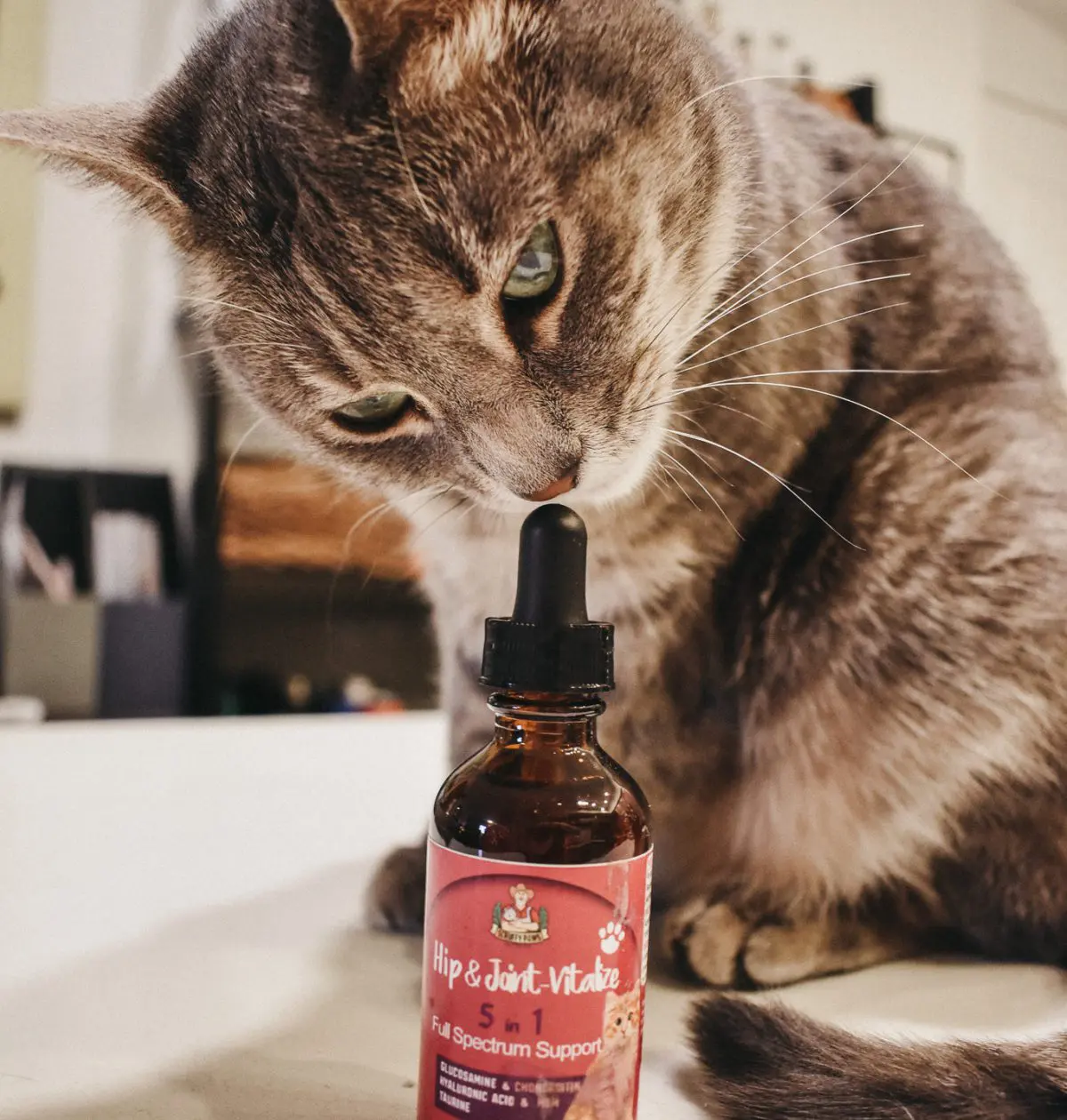 A few years back, my veterinarian recommended I give my cats glucosamine to support joint health. Check out my two favorite glucosamine products for cats here!