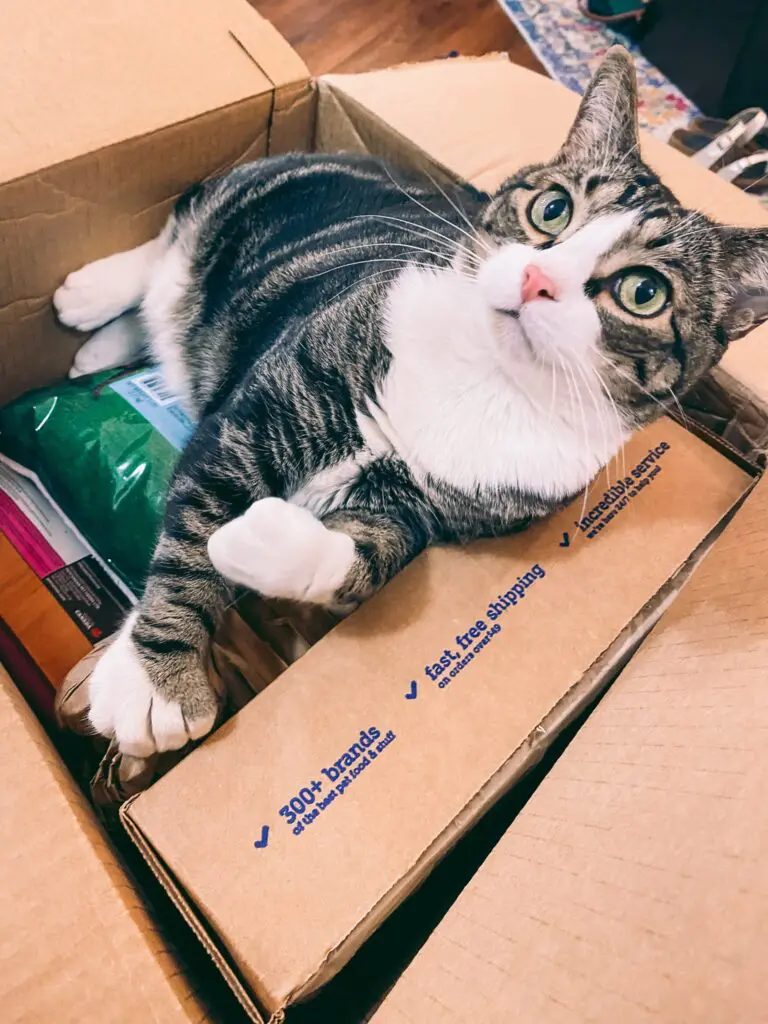 Louis, Olivia, & Emory - Rescue Cats from Cats & Coffee4 - Cats & Coffee