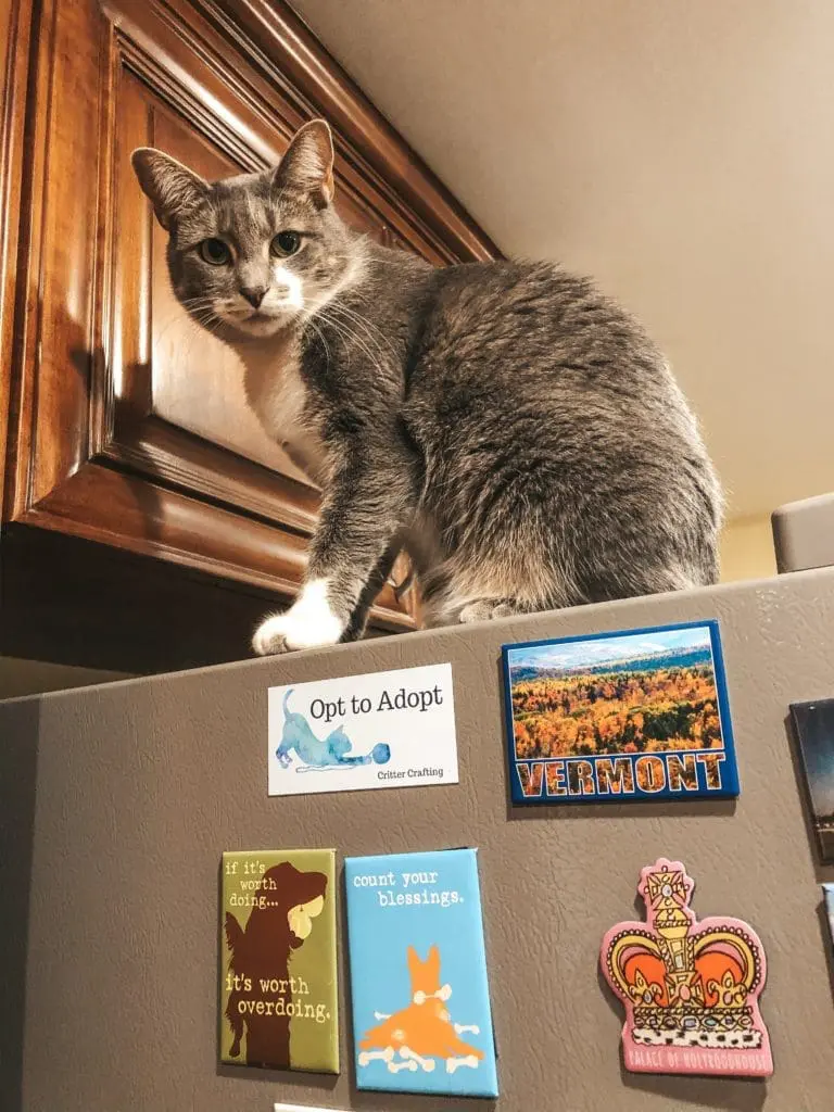 Florida-Animal-Rescues-I-Love-to-Support-Claire-1 - Cats & Coffee