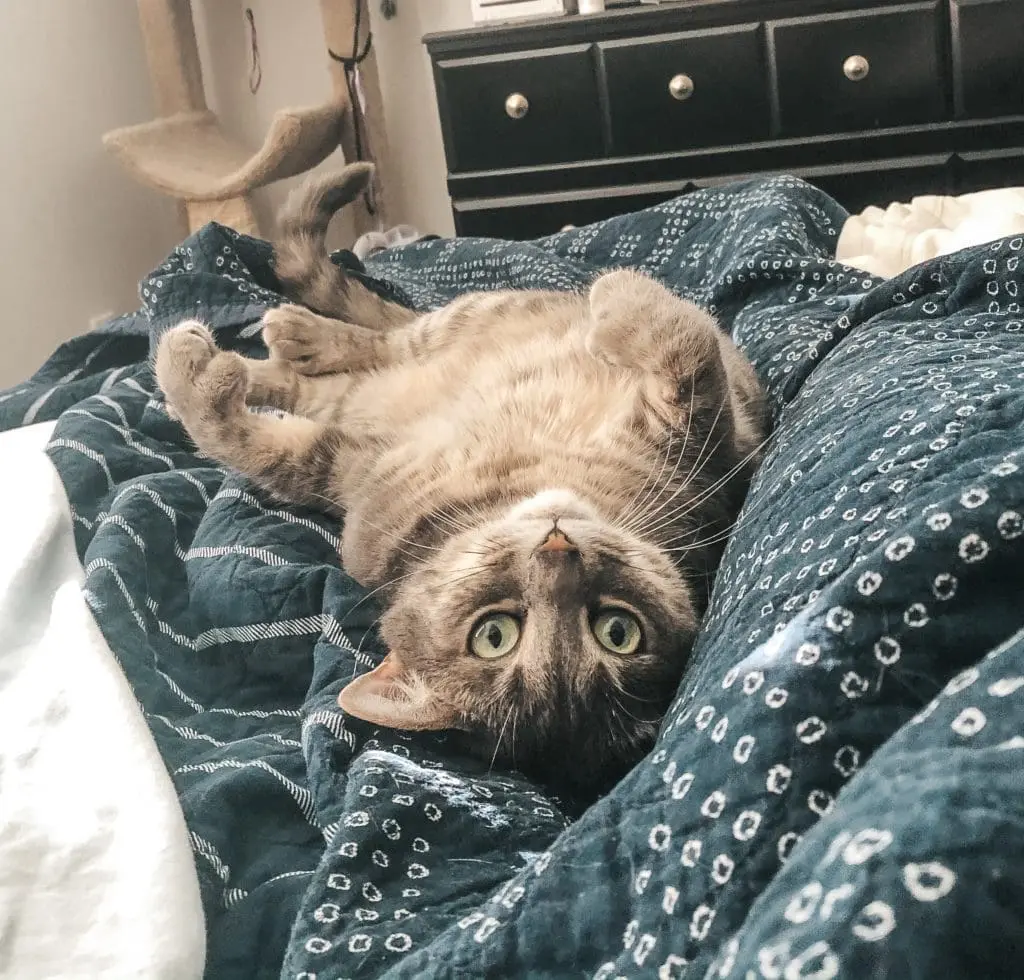 Florida-Animal-Rescues-I-Love-to-Support-Olivia - Cats & Coffee