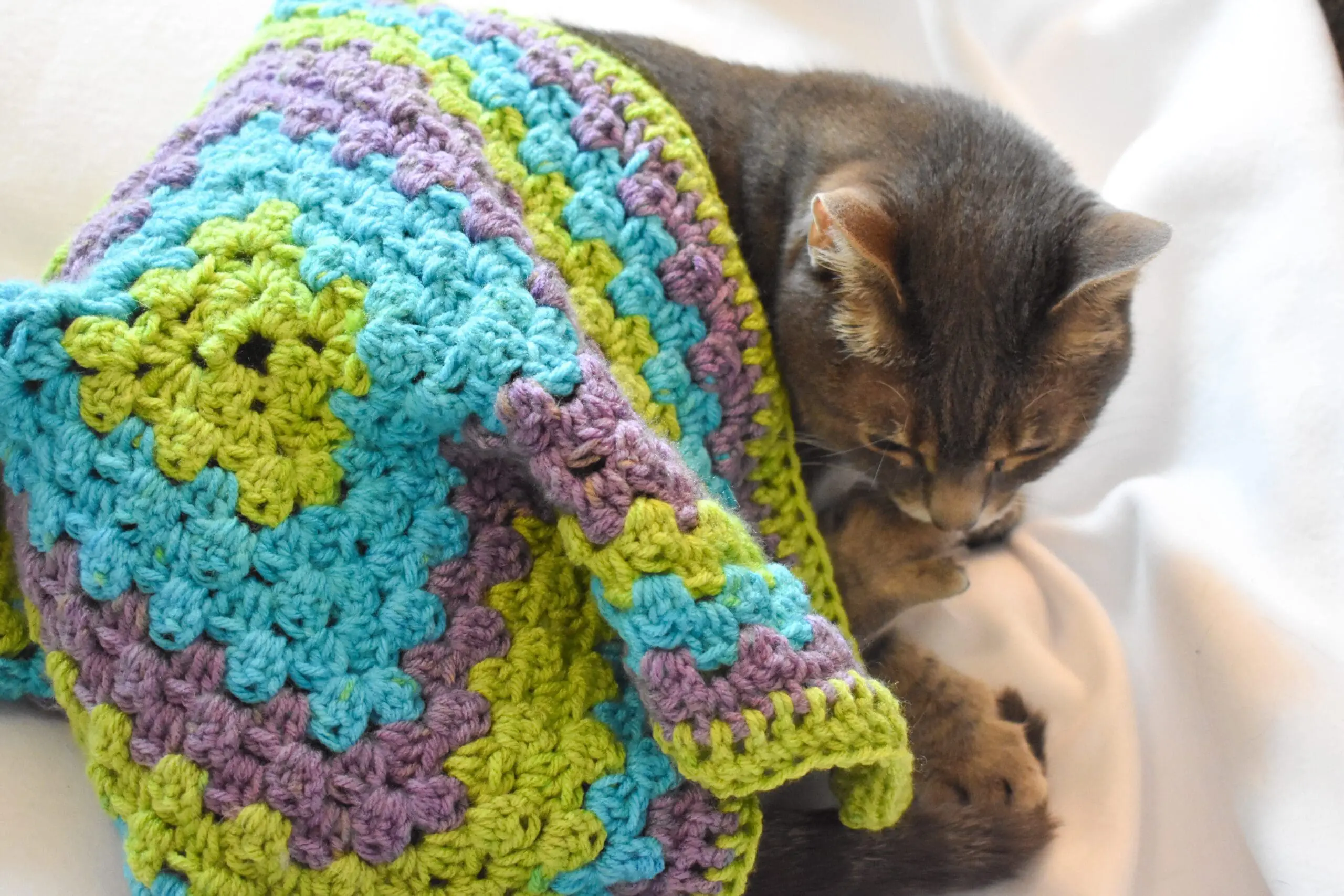 Lavender-Lime-Green-Bright-Blue-Gradient-Cat-Mat-10 - Cats & Coffee