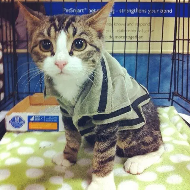 Louis-Adoption-Photo-from-Helping-Hands-Pet-Rescue - Cats & Coffee Since I adopted Louis, I've been fully on the rescue pet bandwagon. In college, I worked with the rescue I adopted Louis from, and it was a really great experience. Smaller rescues put so much blood, sweat, and tears into their work, all to make sure animals who have had a rough go of it thus far have a second chance. As such, I love supporting Florida animal rescues.