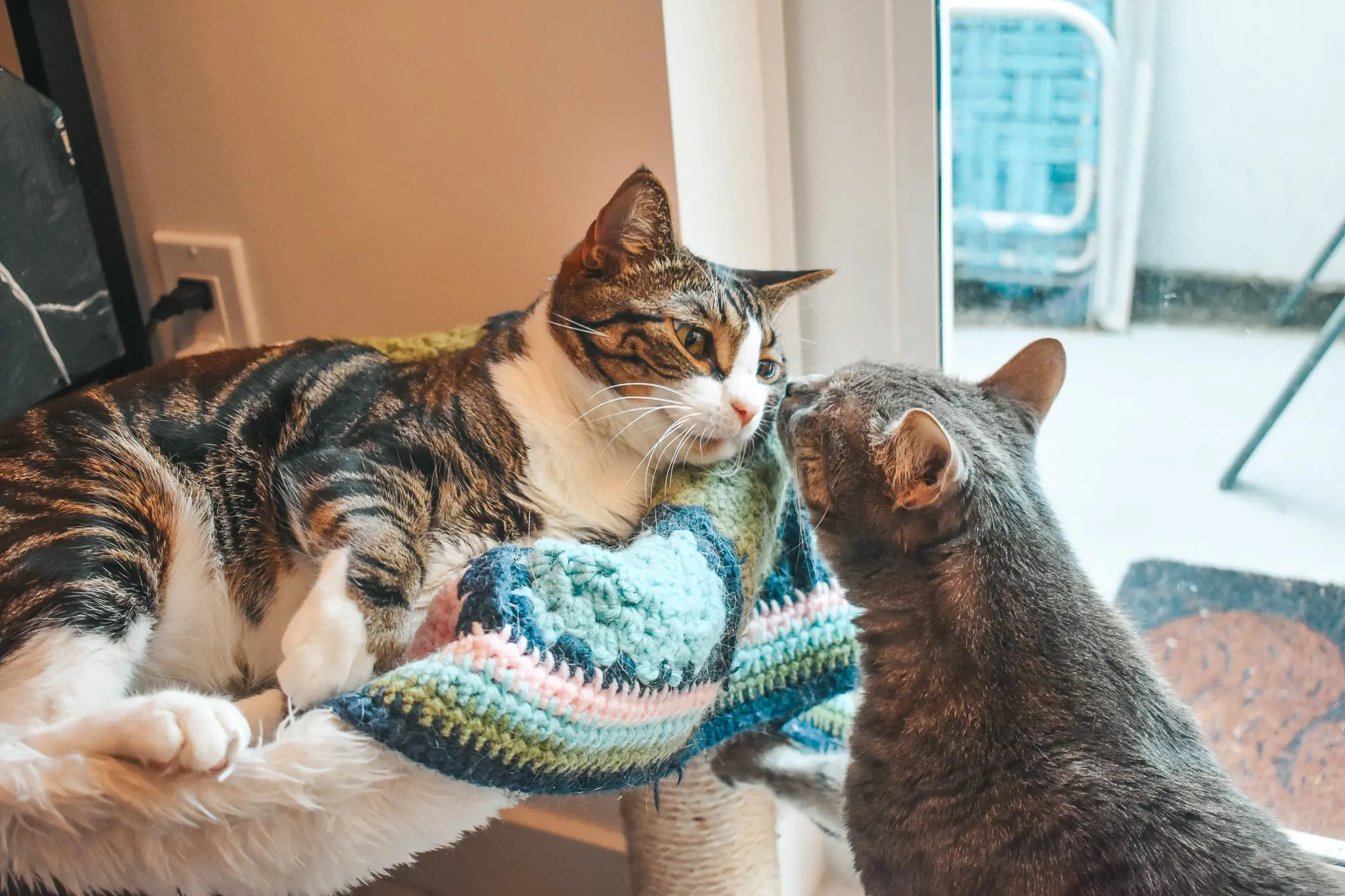 Louis-and-Olivia - Cats & Coffee Cat Mom Life: ProDen PlaqueOff Powder for Dental Health -- Louis and Olivia have been using this dental health supplement for some time to great results