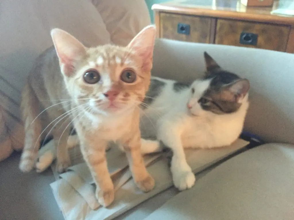 Pets-From-Florida-Animal-Rescues-I-Love-to-Support-Christine-Csencsitz4-1 - Cats & Coffee